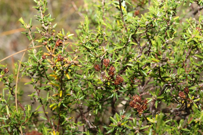 Agathosma foetidissima photo 7