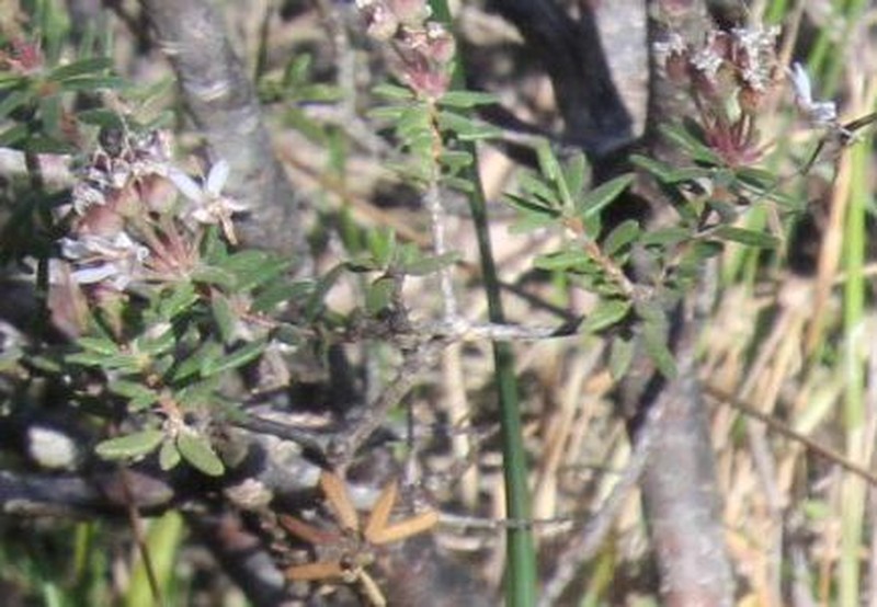 Agathosma foetidissima photo 8