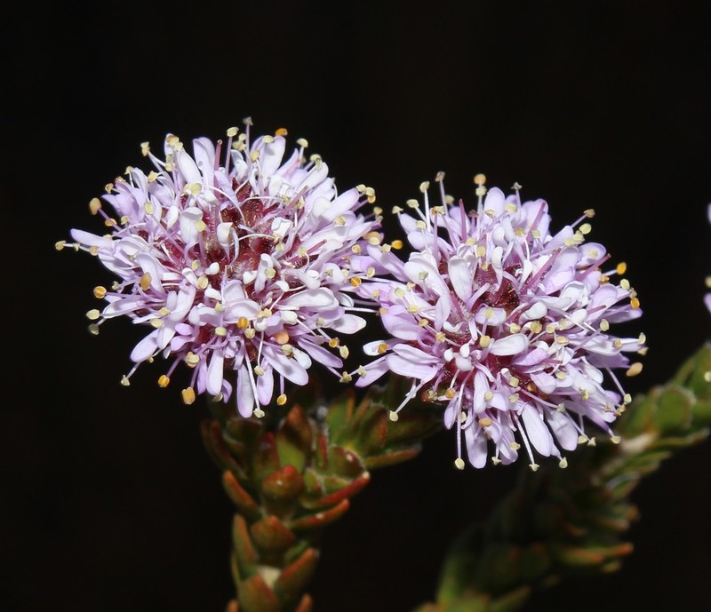 Agathosma foleyana