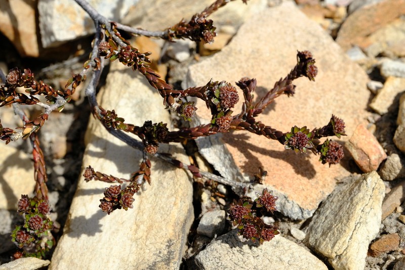 Agathosma foleyana photo 2