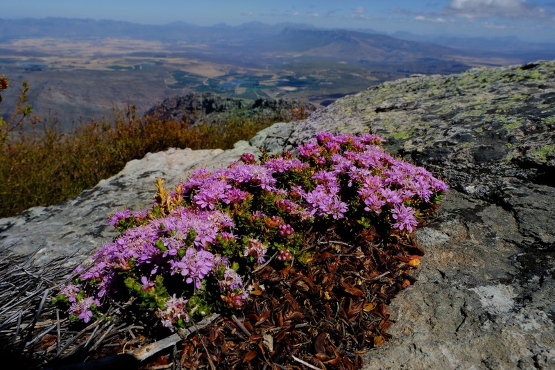Agathosma foleyana photo 3