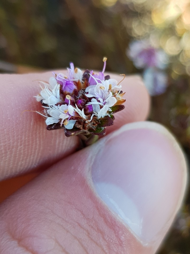 Agathosma foleyana photo 4