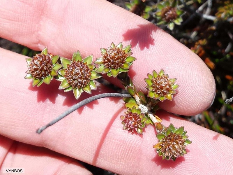 Agathosma foleyana photo 5