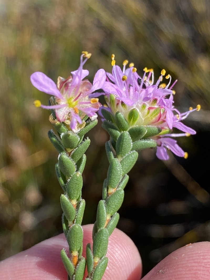 Agathosma foleyana photo 6