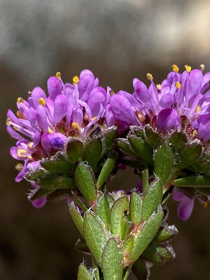 Agathosma foleyana photo 7