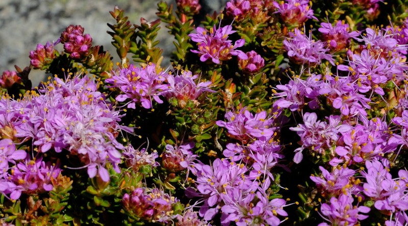 Agathosma foleyana photo 8
