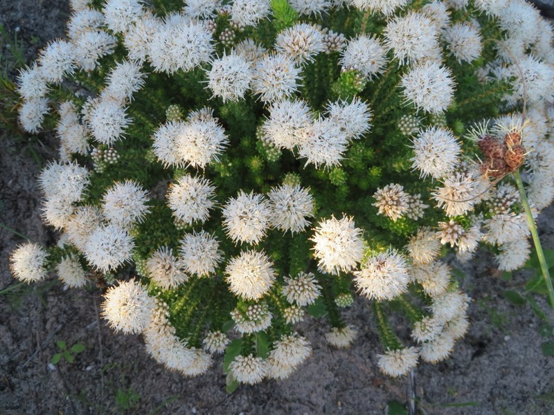 Agathosma geniculata