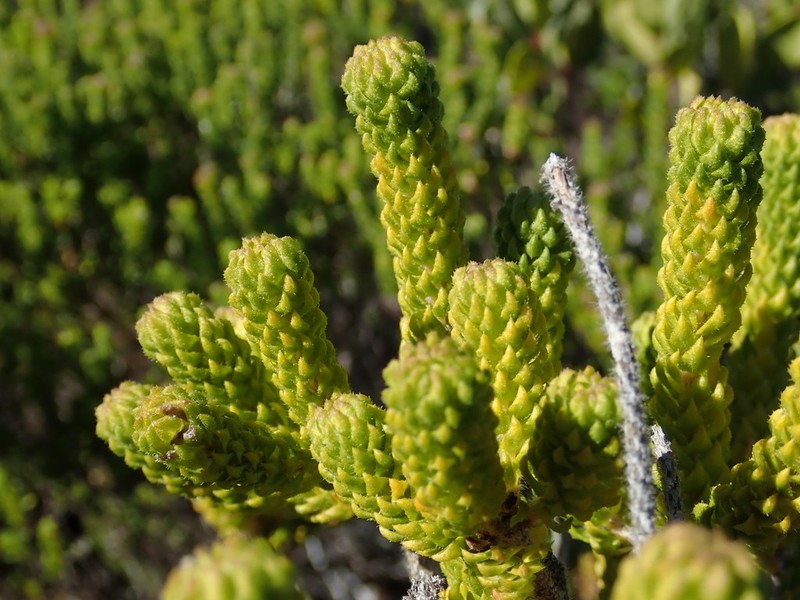 Agathosma geniculata photo 2