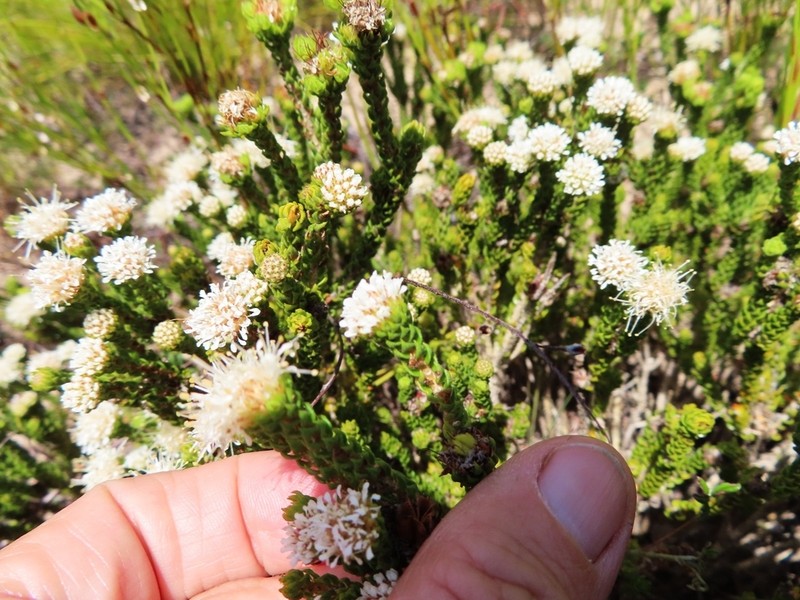 Agathosma geniculata photo 3