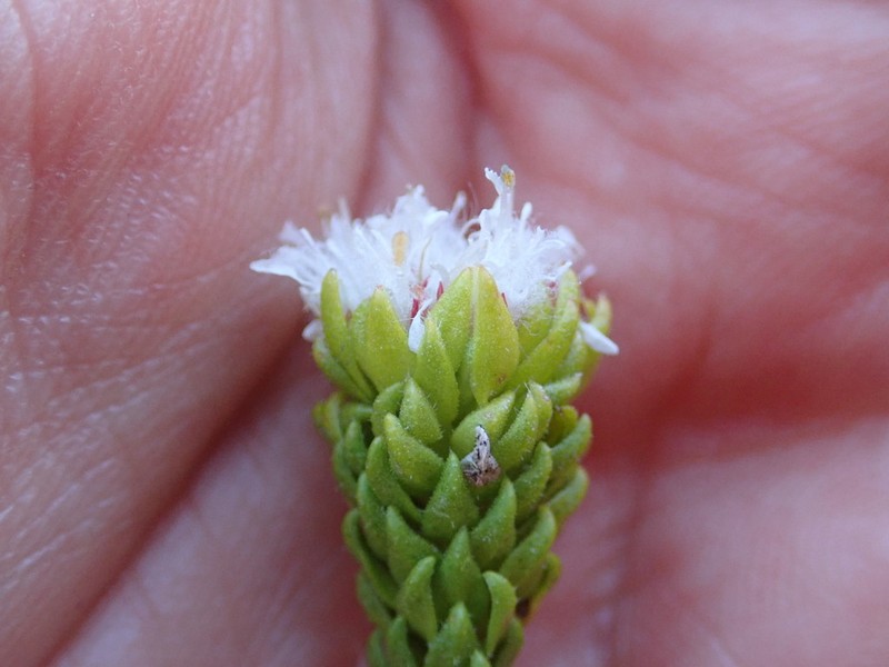 Agathosma geniculata photo 4
