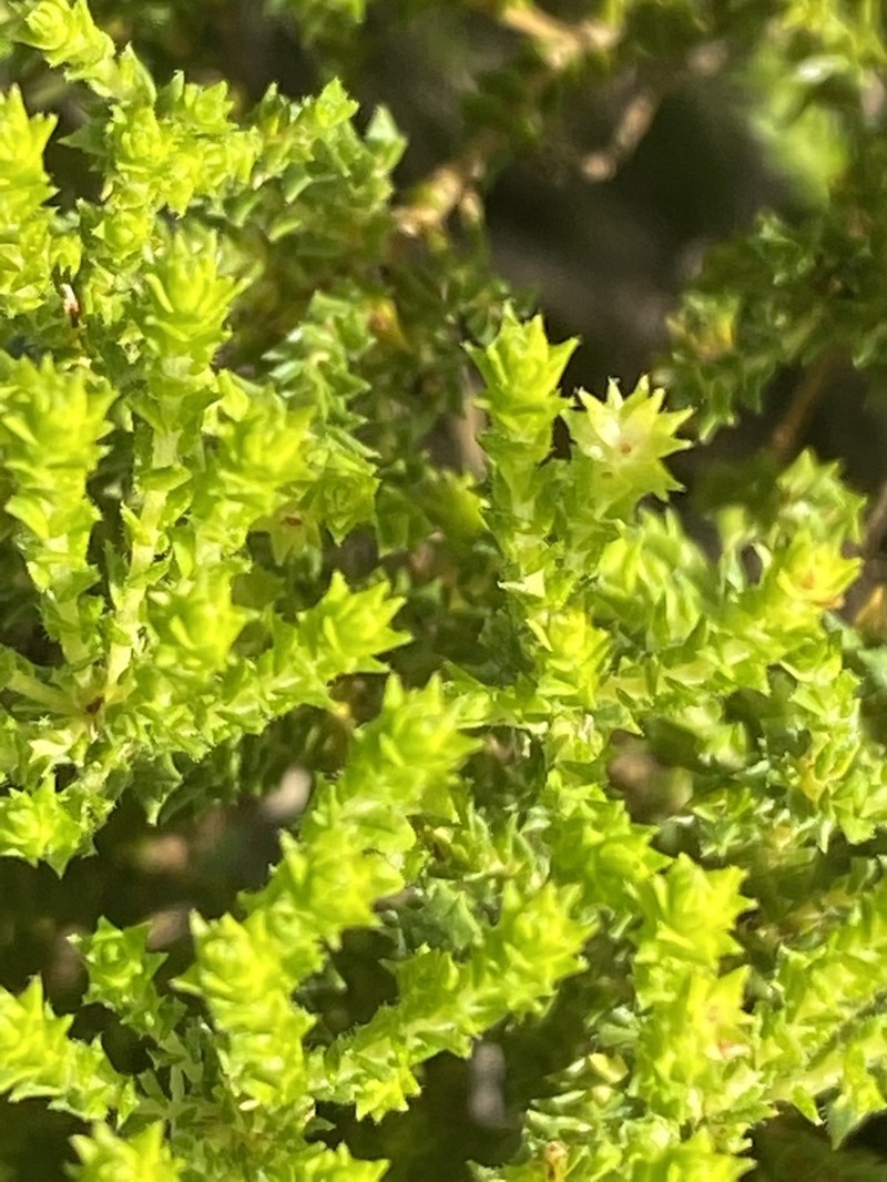 Agathosma geniculata photo 5