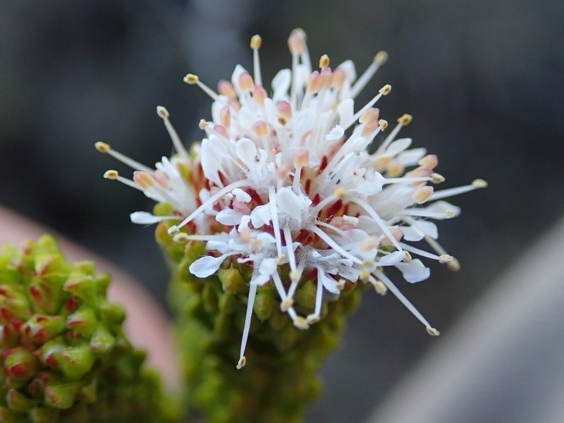 Agathosma geniculata photo 6