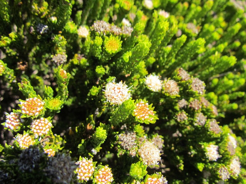 Agathosma geniculata photo 7