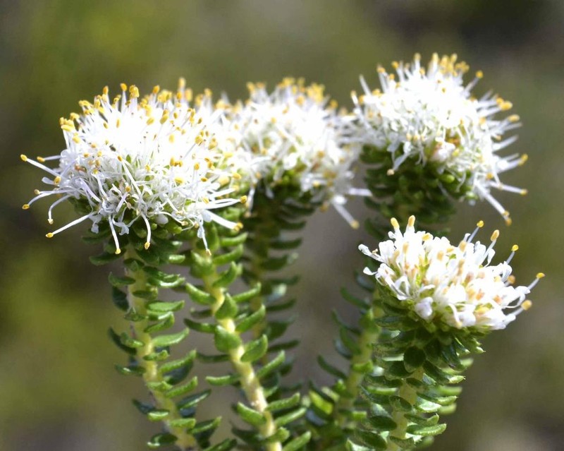 Agathosma geniculata photo 8