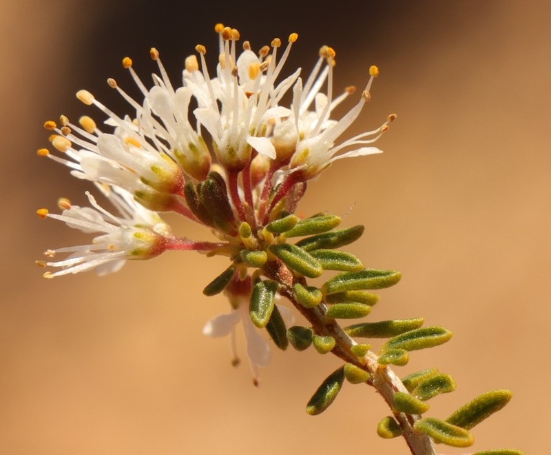 Agathosma giftbergensis photo 2