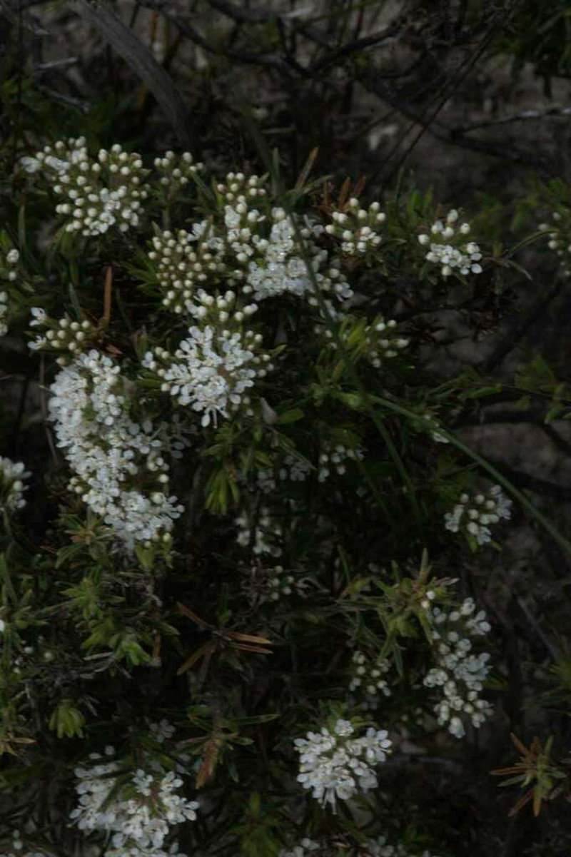Agathosma giftbergensis photo 3