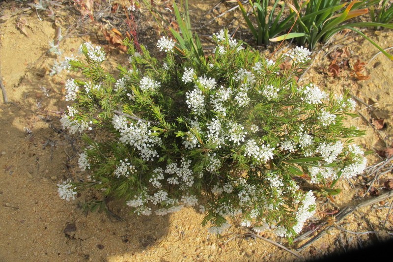 Agathosma giftbergensis photo 4