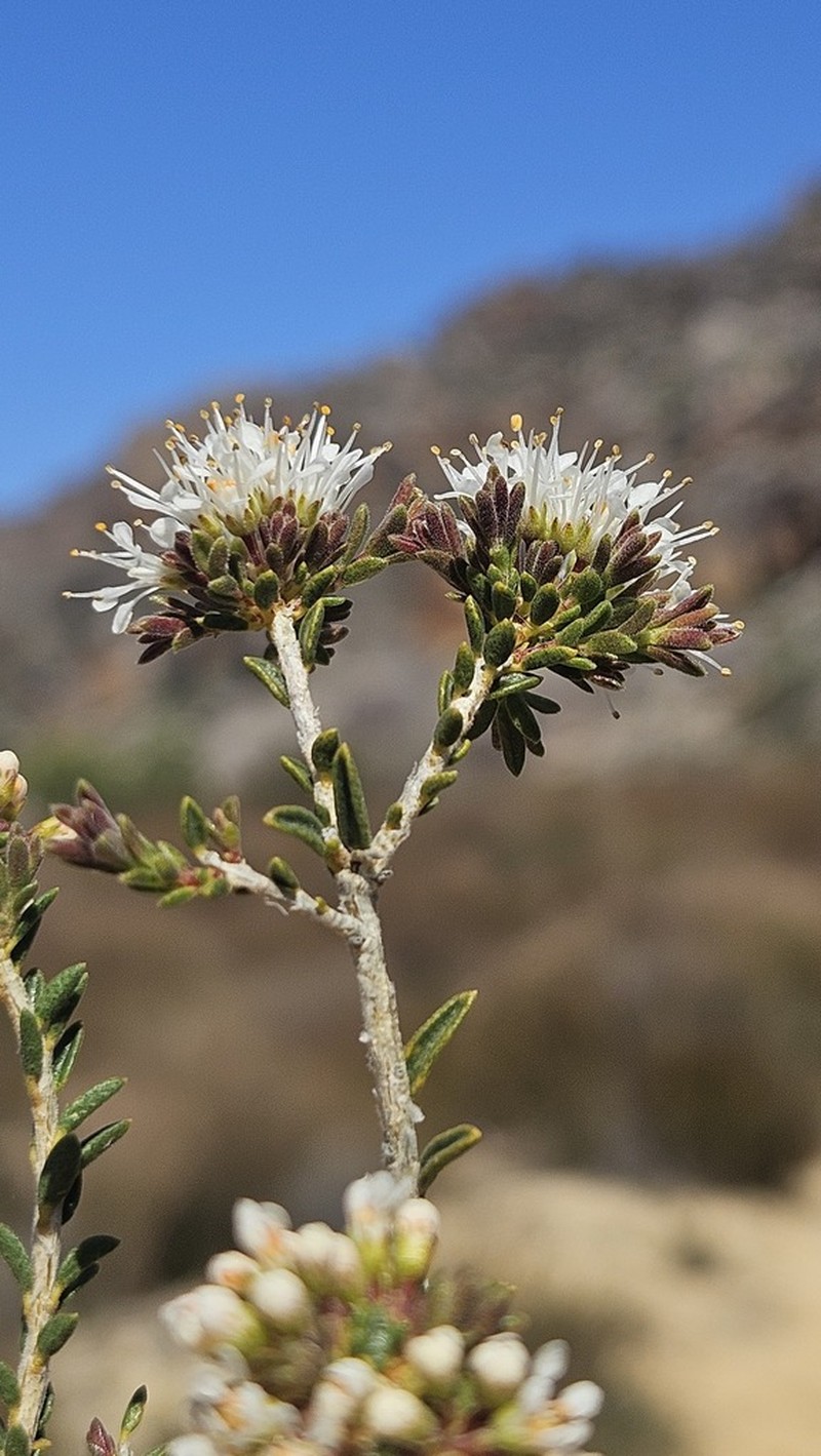 Agathosma giftbergensis photo 5