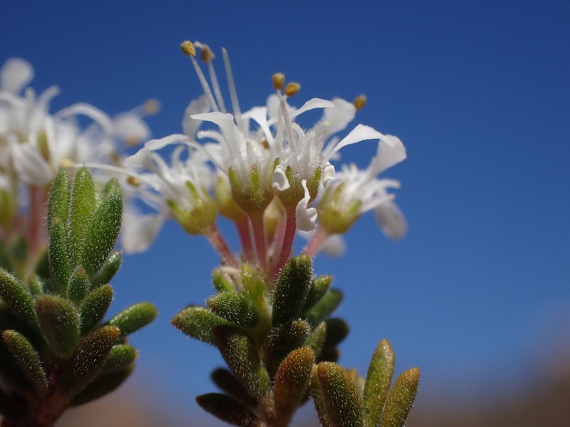 Agathosma giftbergensis photo 6
