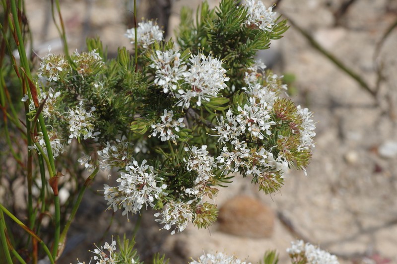 Agathosma giftbergensis photo 7