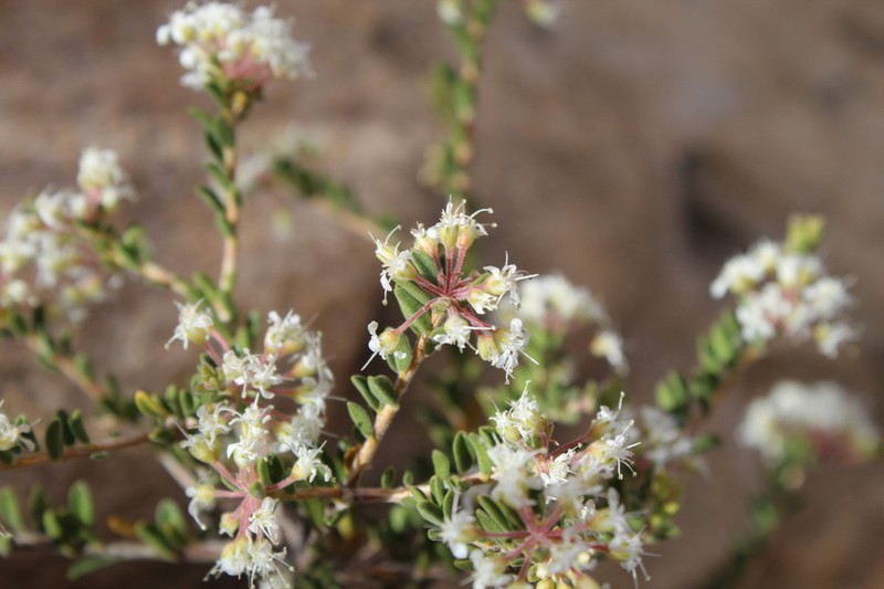 Agathosma giftbergensis photo 8