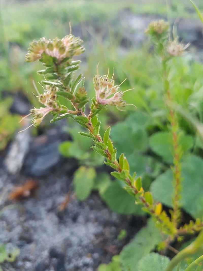 Agathosma glabrata