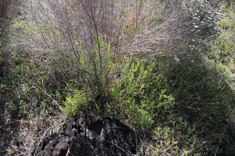 Agathosma glabrata photo 2