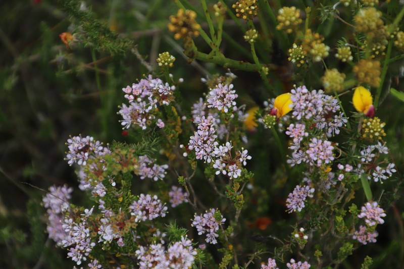 Agathosma glabrata photo 3