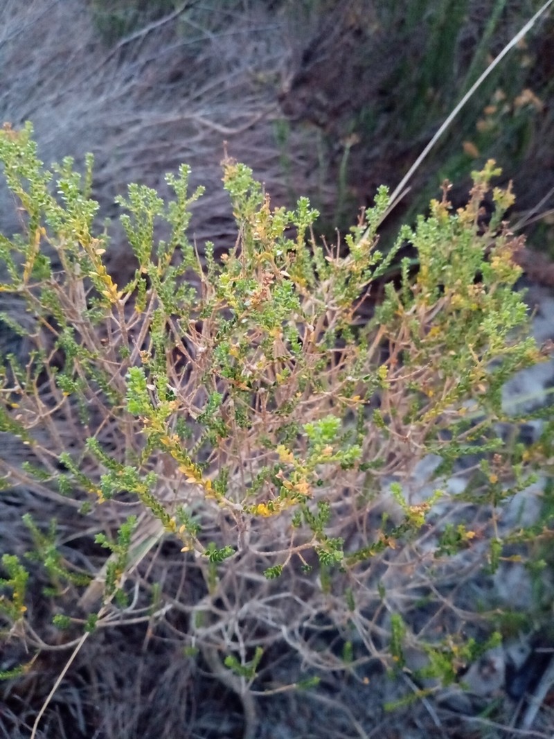 Agathosma glabrata photo 4