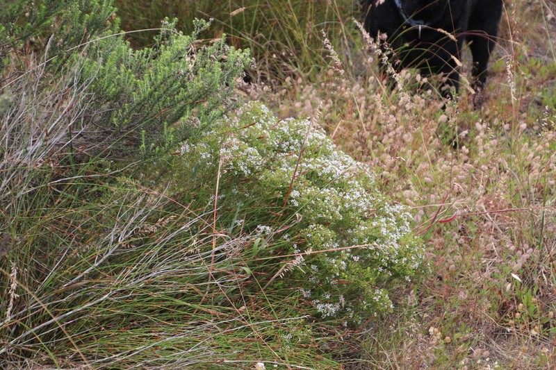 Agathosma glabrata photo 5