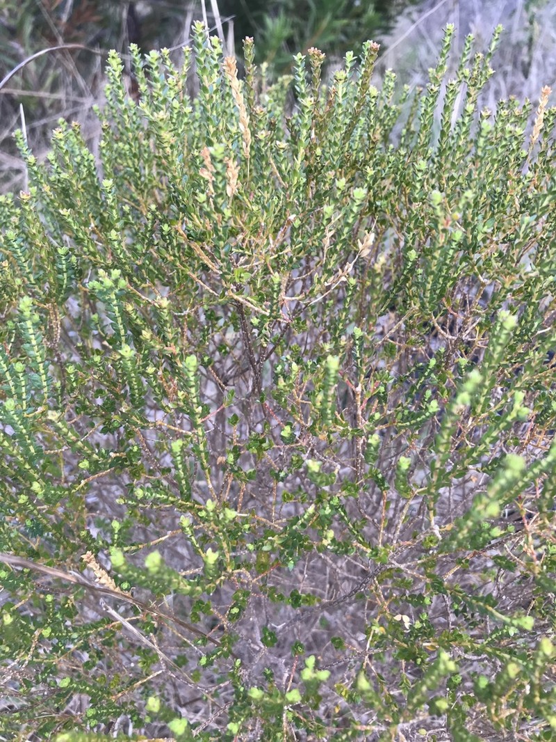 Agathosma glabrata photo 6