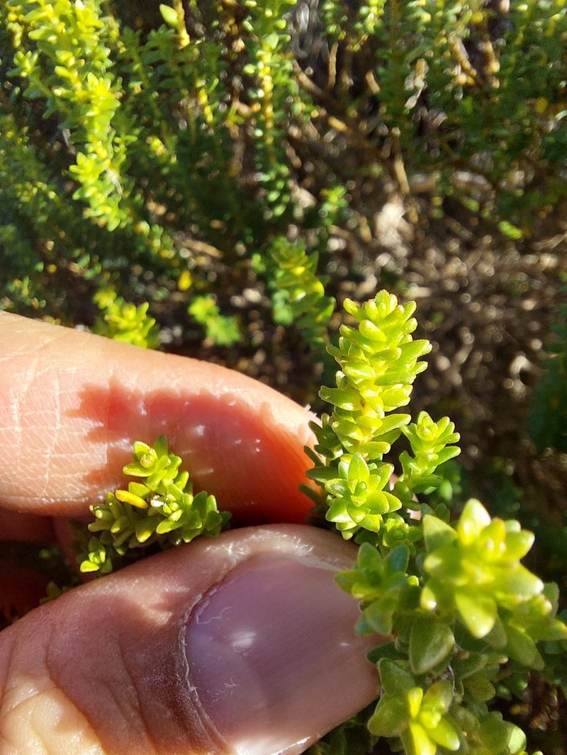Agathosma glabrata photo 7