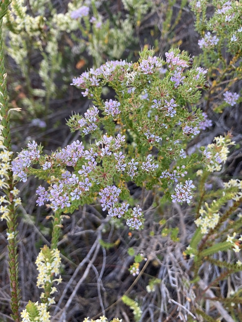 Agathosma glabrata photo 8