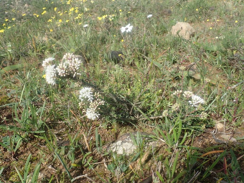 Agathosma glandulosa