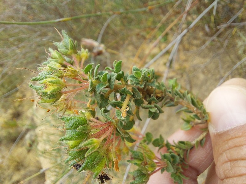 Agathosma glandulosa photo 2