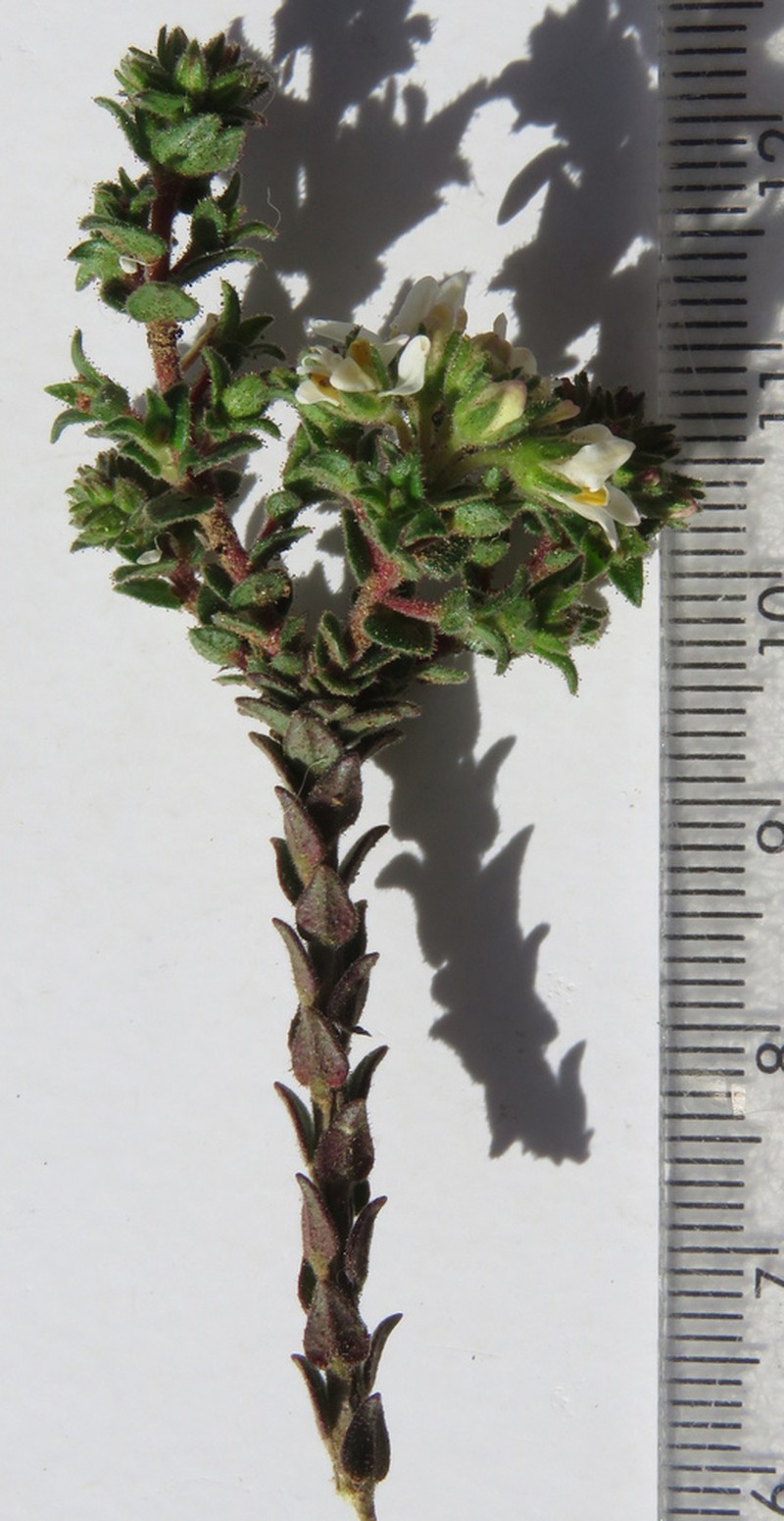 Agathosma glandulosa photo 3