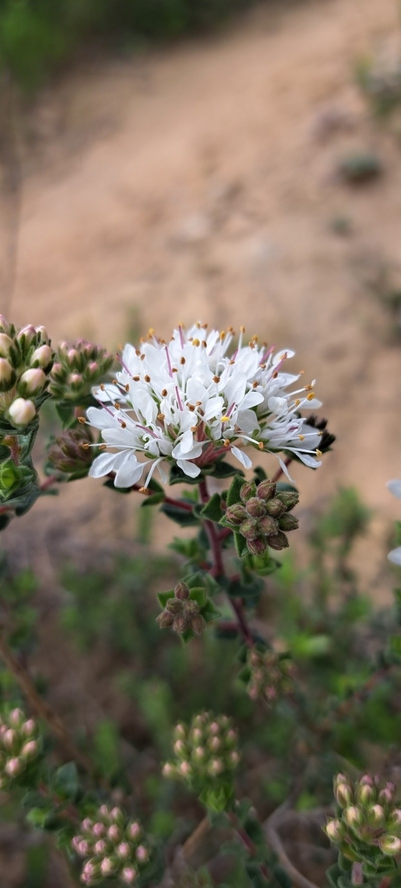 Agathosma glandulosa photo 4