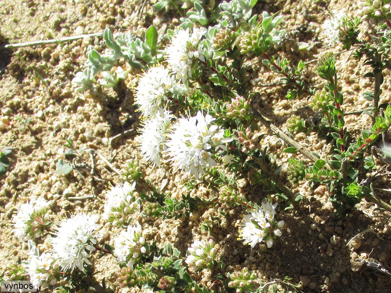 Agathosma glandulosa photo 5