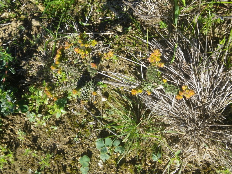 Agathosma glandulosa photo 6