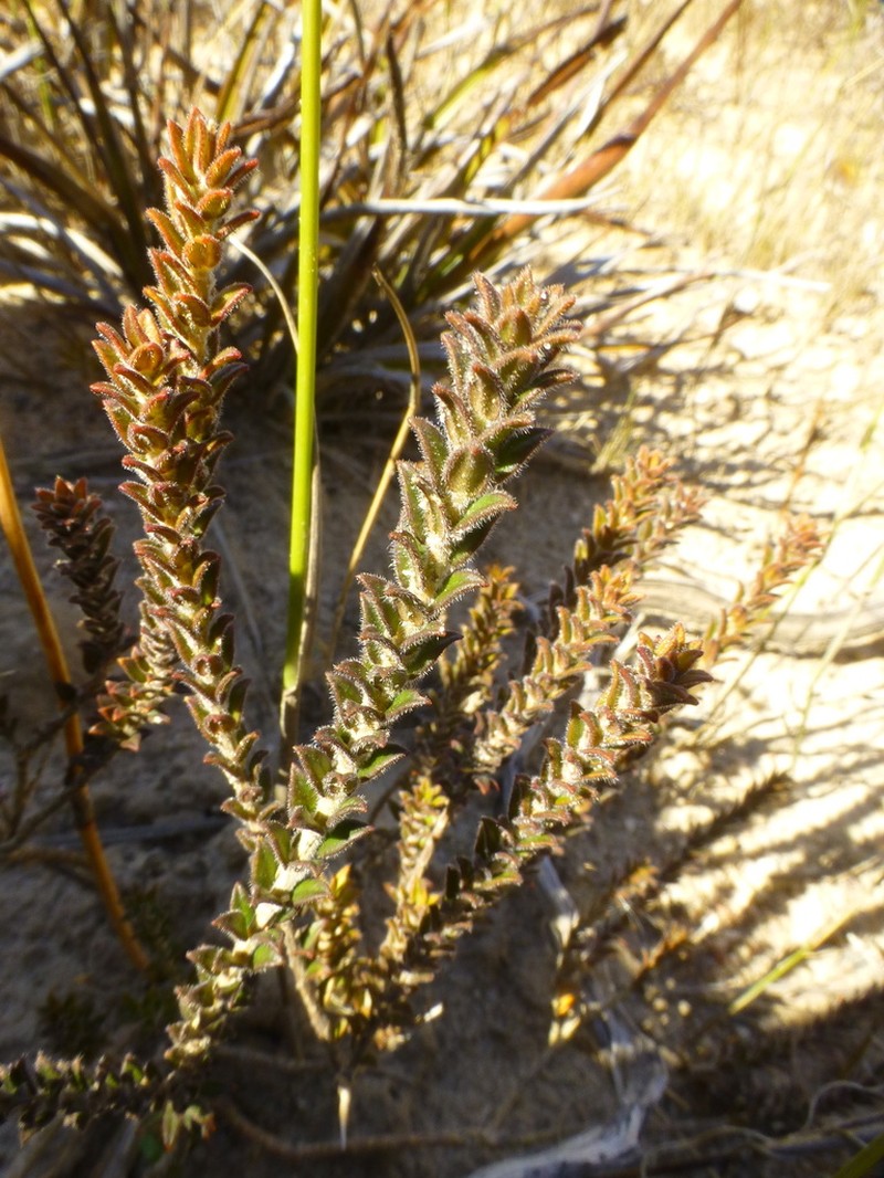 Agathosma glandulosa photo 7