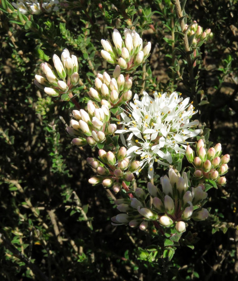 Agathosma glandulosa photo 8