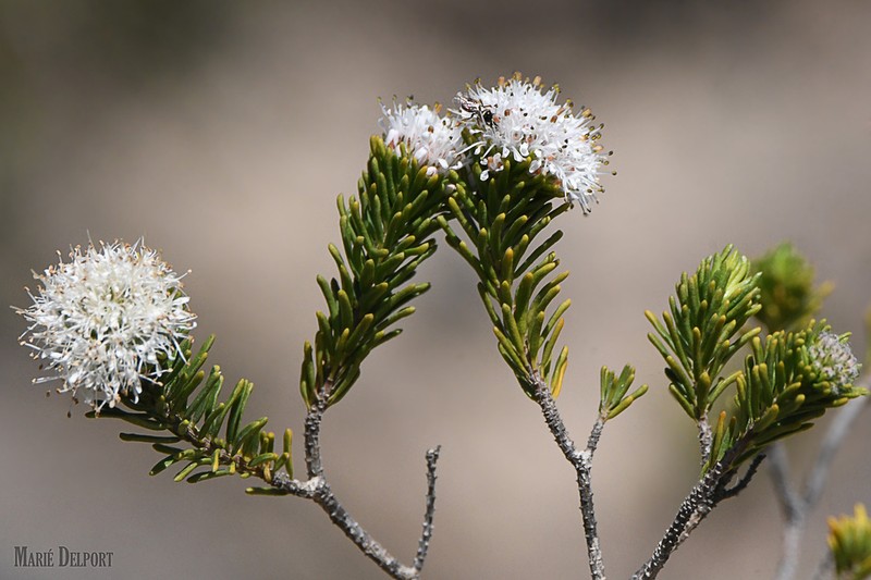 Agathosma gonaquensis photo 2