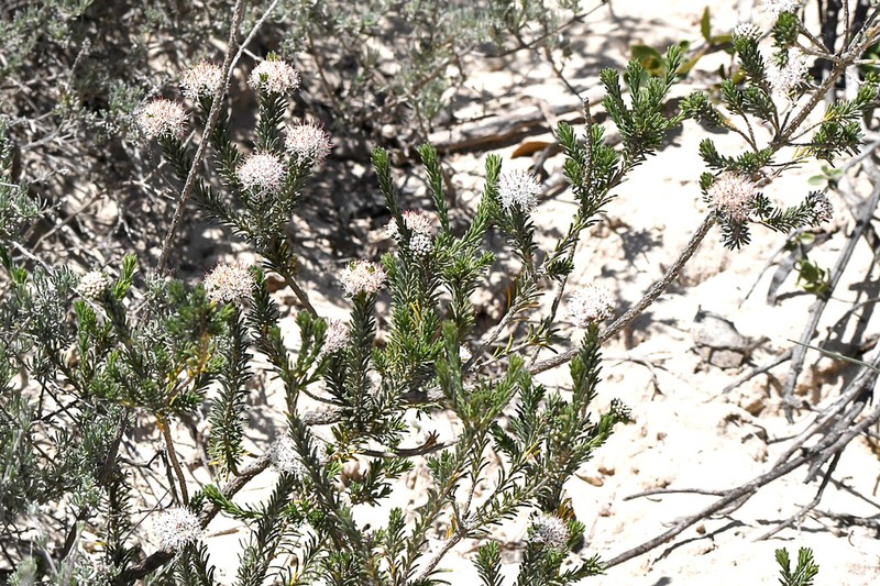 Agathosma gonaquensis photo 3