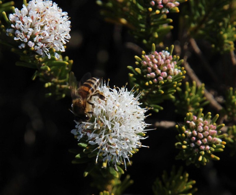 Agathosma gonaquensis photo 4