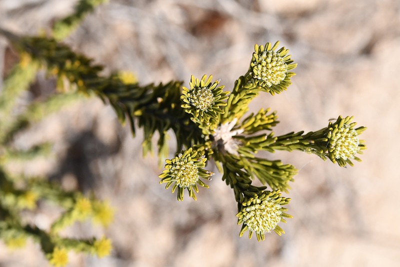 Agathosma gonaquensis photo 5