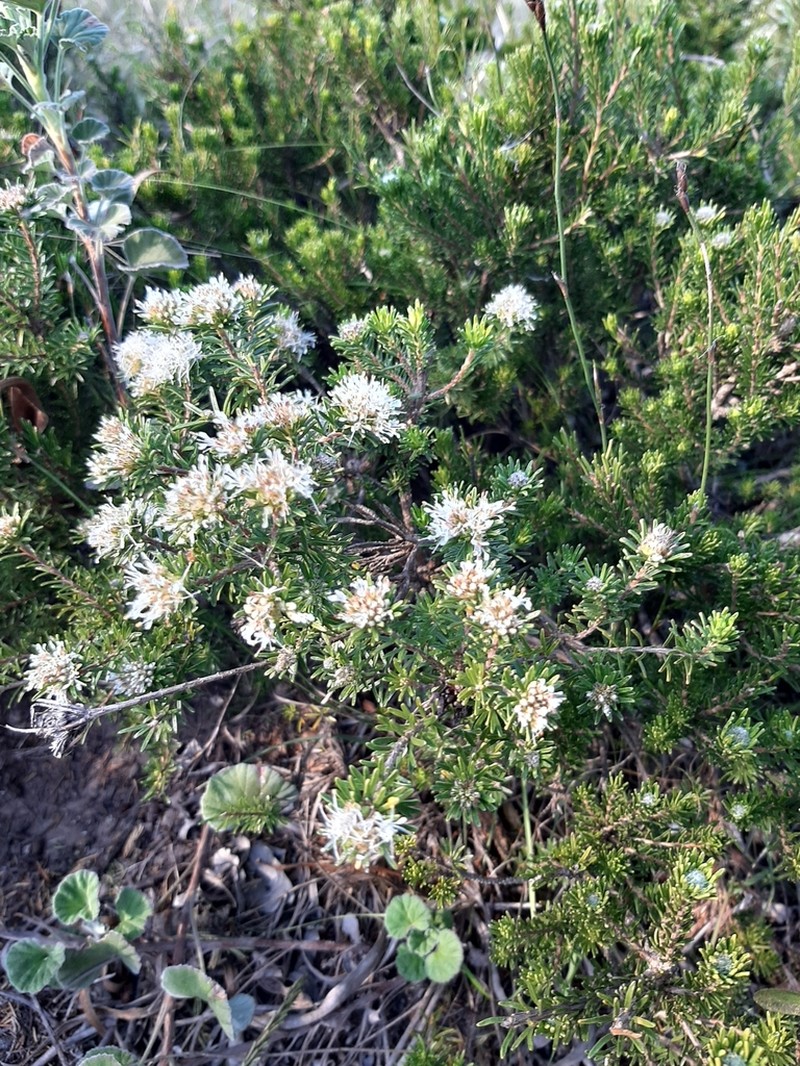 Agathosma gonaquensis photo 6