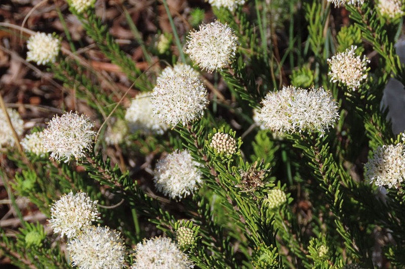 Agathosma gonaquensis photo 7