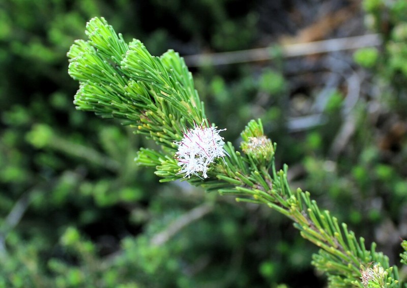 Agathosma gonaquensis photo 8