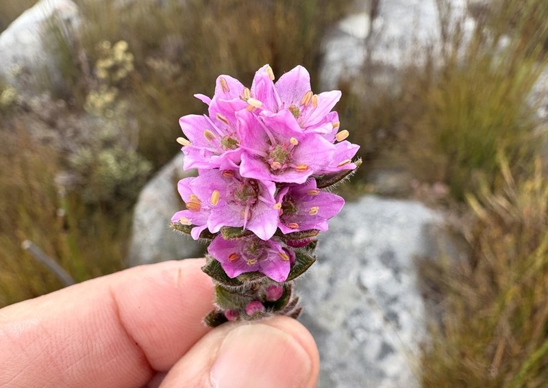 Agathosma hirsuta