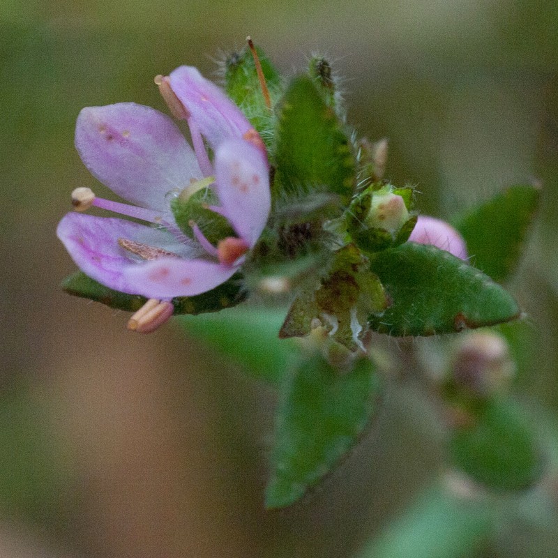 Agathosma hirsuta photo 2